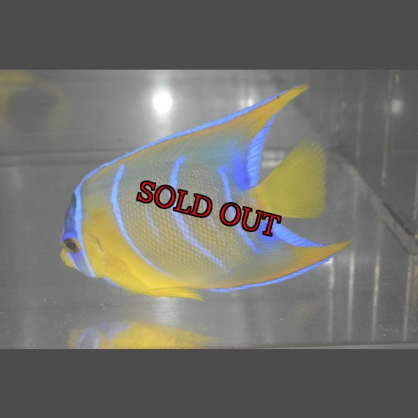 画像4: クイーンエンゼル±7cm (4)