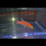 画像: ケーブバスレット±6cm