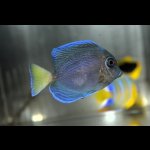 画像: アトランティックブルータン±6cm