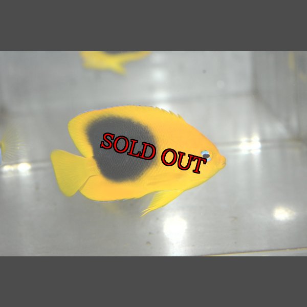 画像1: ロックビューティー±5.5cm (1)