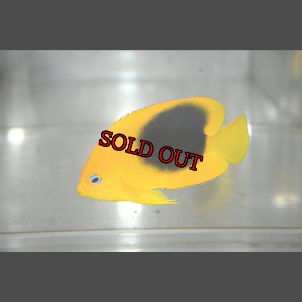 画像2: ロックビューティー±5.5cm (2)