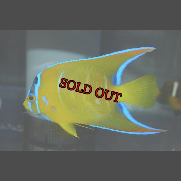 画像4: クイーンエンゼル±9cm (4)