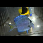 画像: アトランティックブルータン±7cm