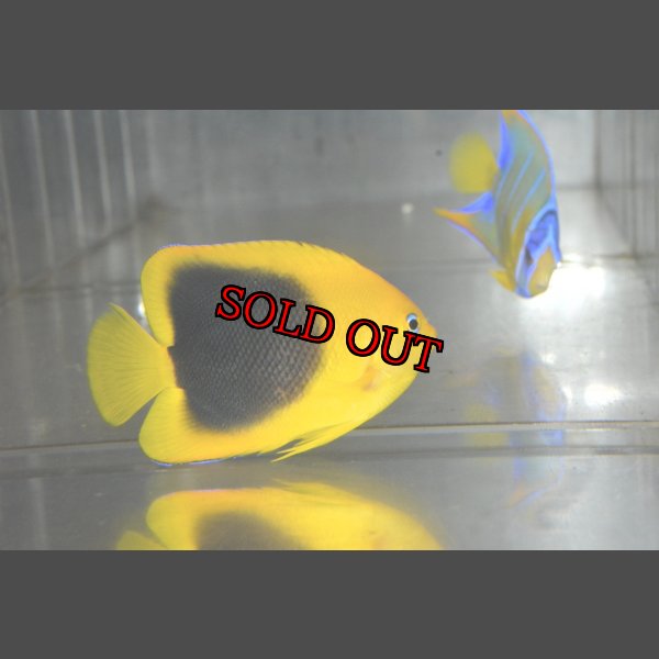 画像1: ロックビューティー±6.5cm (1)