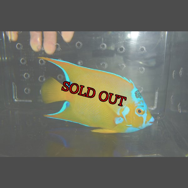 画像1: クイーンエンゼル±14.5cm (1)