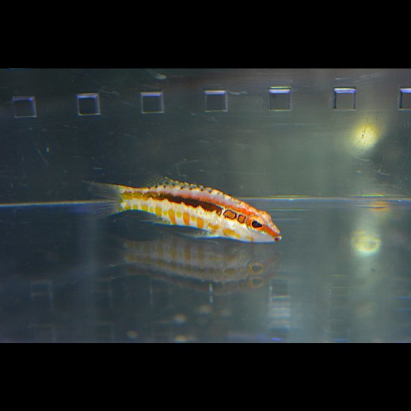 画像3: オレンジバックバスレット±4.5cm (3)