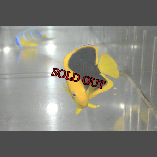 画像4: ロックビューティー±7cm (4)