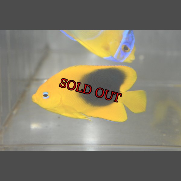 画像4: ロックビューティー±5.5cm (4)