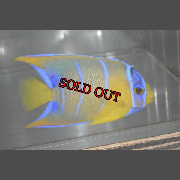 画像3: クイーンエンゼル±7cm (3)