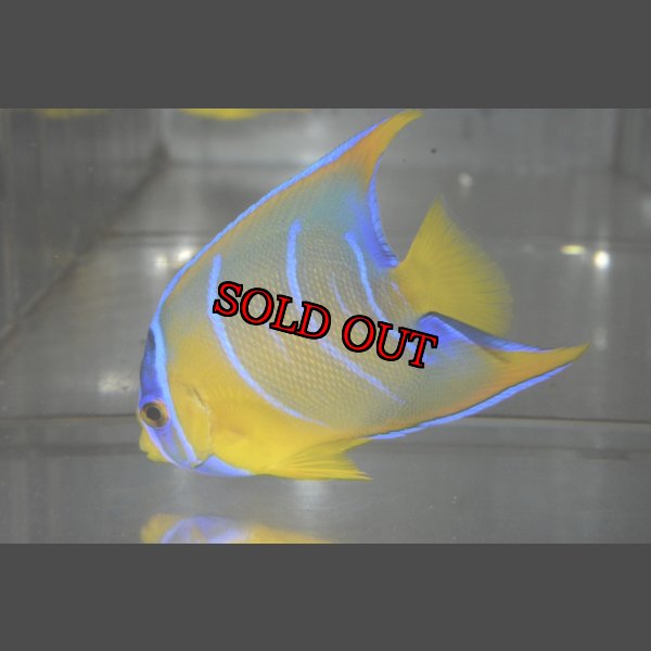 画像6: クイーンエンゼル±7cm (6)