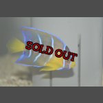 画像: 超特価！クイーンエンゼル±6.5cm