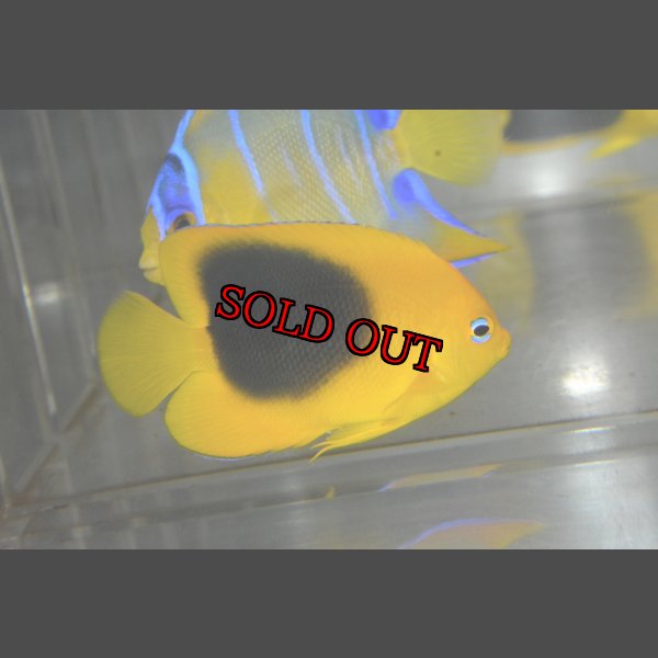 画像3: ロックビューティー±5.5cm (3)