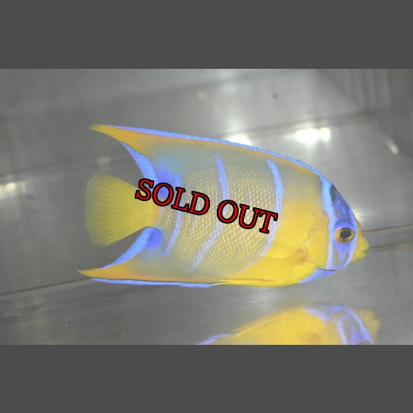 画像1: クイーンエンゼル±7cm (1)