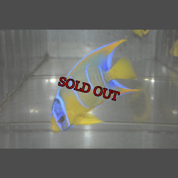 画像2: クイーンエンゼル±7cm (2)