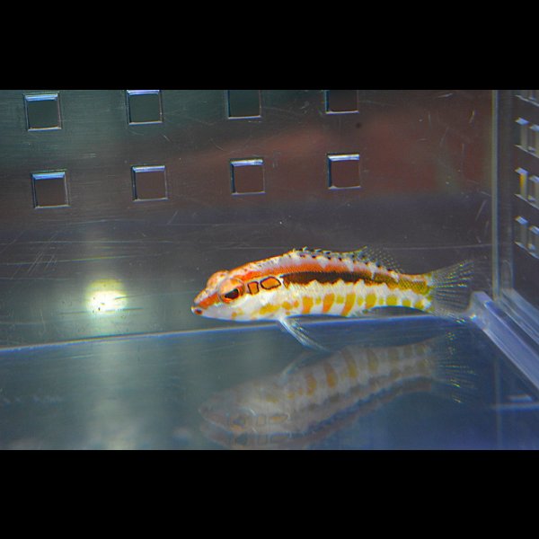 画像4: オレンジバックバスレット±4.5cm (4)