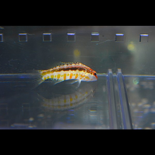 画像5: オレンジバックバスレット±4.5cm (5)