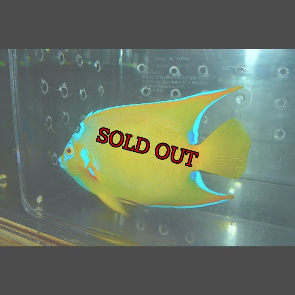 画像6: クイーンエンゼル±14.5cm (6)