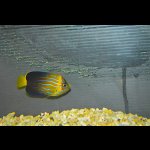 画像: 台湾産MAZE angel±6cm