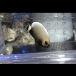 画像: コンスピキュアスエンゼル±5.6cm