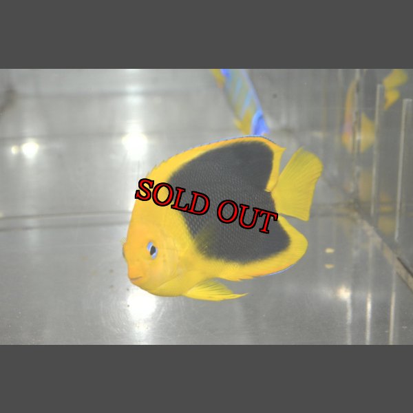 画像2: ロックビューティー±7cm (2)