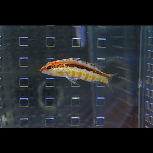 画像6: オレンジバックバスレット±4.5cm (6)