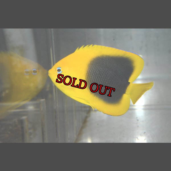 画像2: ロックビューティー±6.5cm (2)