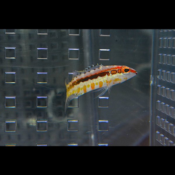 画像1: オレンジバックバスレット±4.5cm (1)