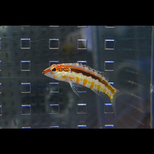 画像2: オレンジバックバスレット±4.5cm (2)