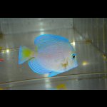 画像: アトランティックブルータン±7cm