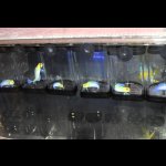 画像: イエローヘッドジョー