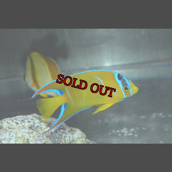 画像5: クイーンエンゼル±9cm (5)