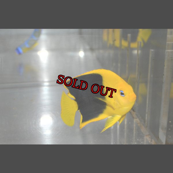 画像1: ロックビューティー±7cm (1)