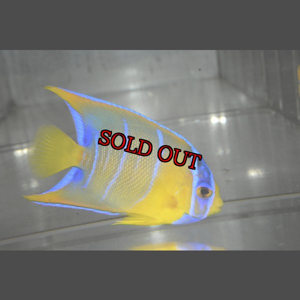 画像5: クイーンエンゼル±7cm (5)