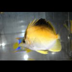 画像: ロングノーズバタフライ±9cm