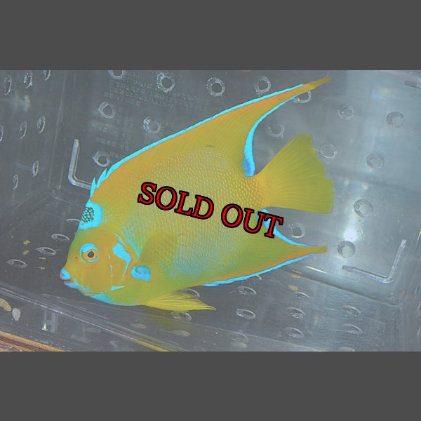 画像4: クイーンエンゼル±18.5cm (4)