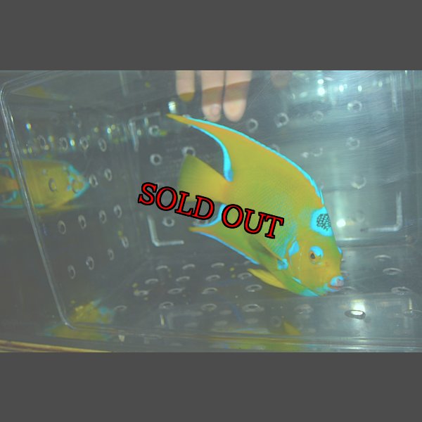 画像3: クイーンエンゼル±18.5cm (3)