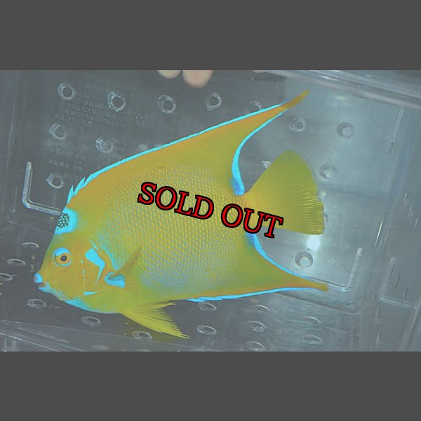 画像2: クイーンエンゼル±18.5cm (2)