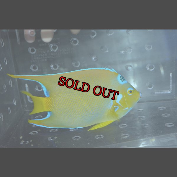 画像5: クイーンエンゼル±18.5cm (5)