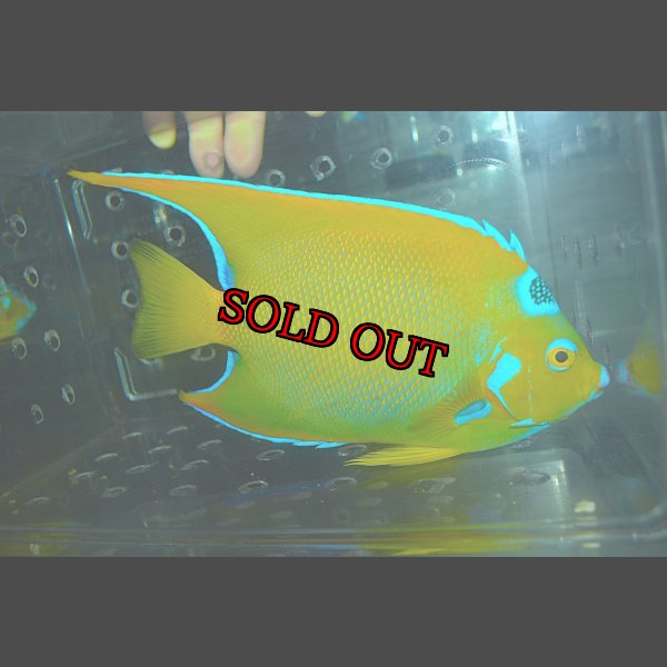 画像1: クイーンエンゼル±18.5cm (1)