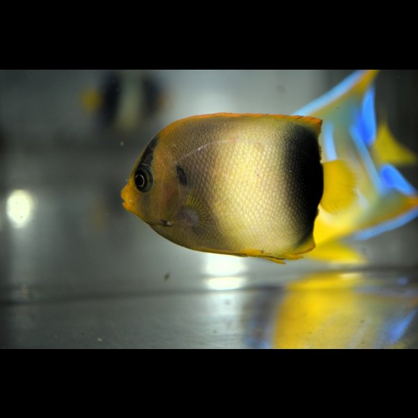 画像4: アフリカヌス±6.5cm (4)