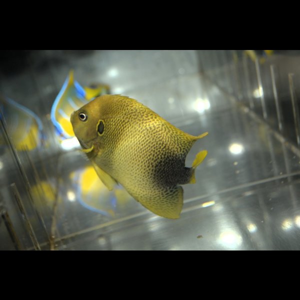 画像5: アフリカヌス±10.5cm (5)