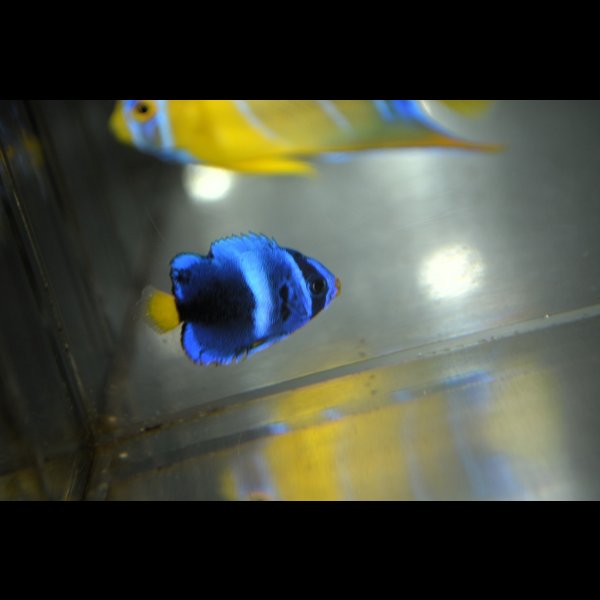 画像5: 《Full Blue》アフリカヌス±2.5〜3cm (5)