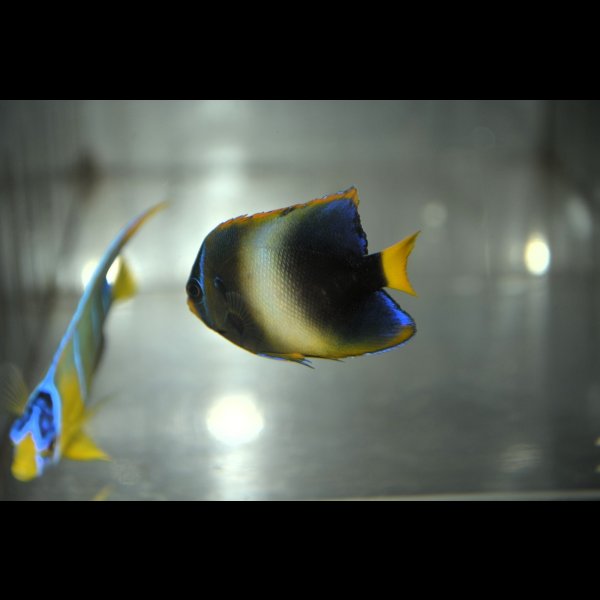 画像4: 《Half Blue》アフリカヌス±5.5cm (4)