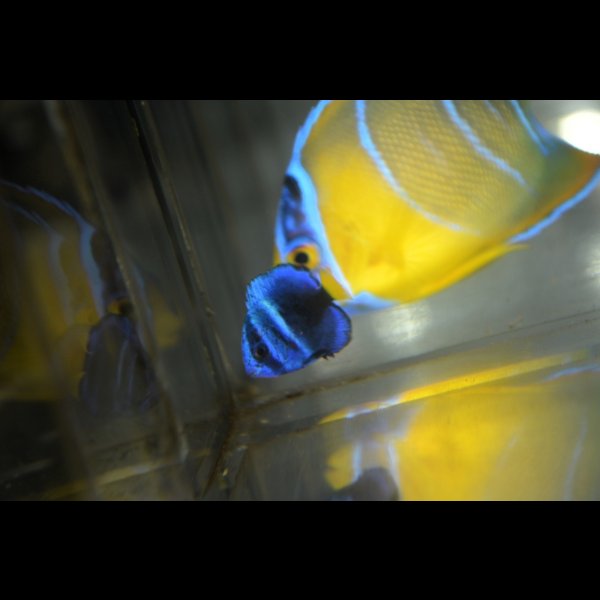 画像4: 《Full Blue》アフリカヌス±2〜2.5cm (4)