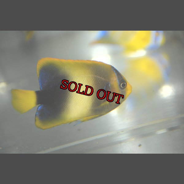 画像2: アフリカヌス±6.5cm (2)