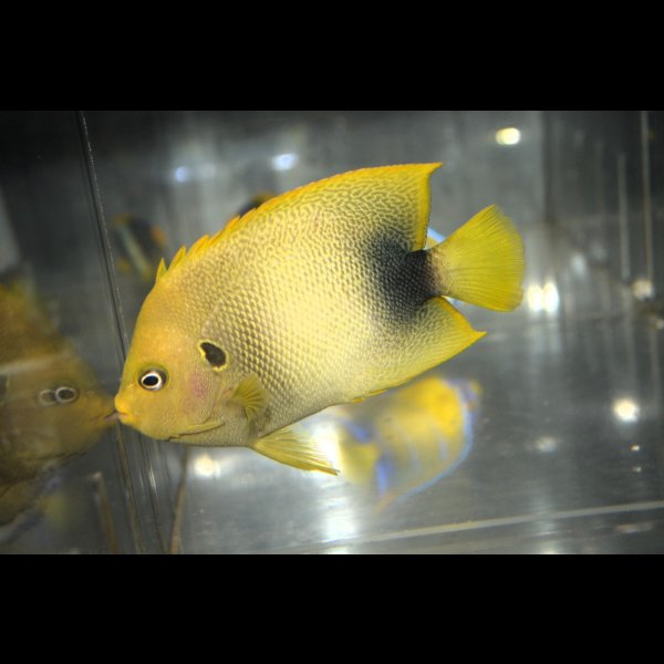 画像5: アフリカヌス±11cm (5)