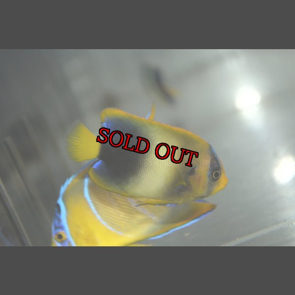 画像2: アフリカヌス±5.5cm (2)