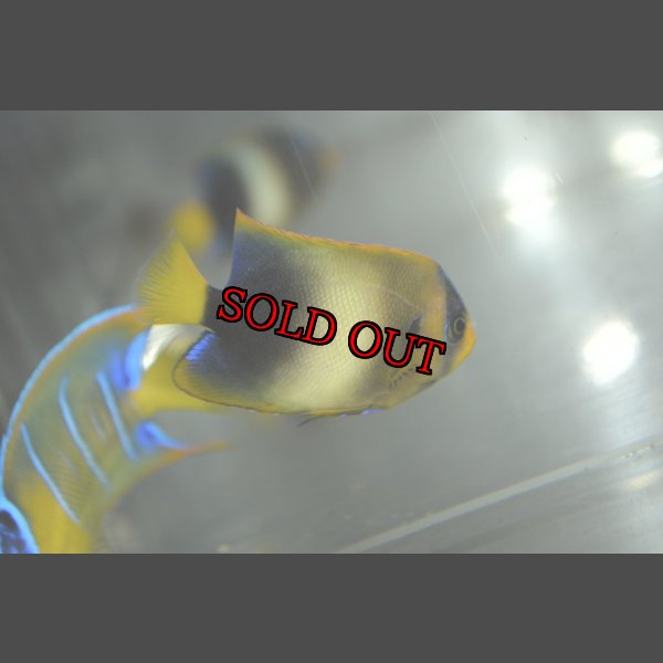 画像4: アフリカヌス±5.5cm (4)