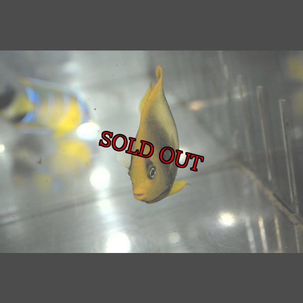 画像5: アフリカヌス±8.5cm (5)