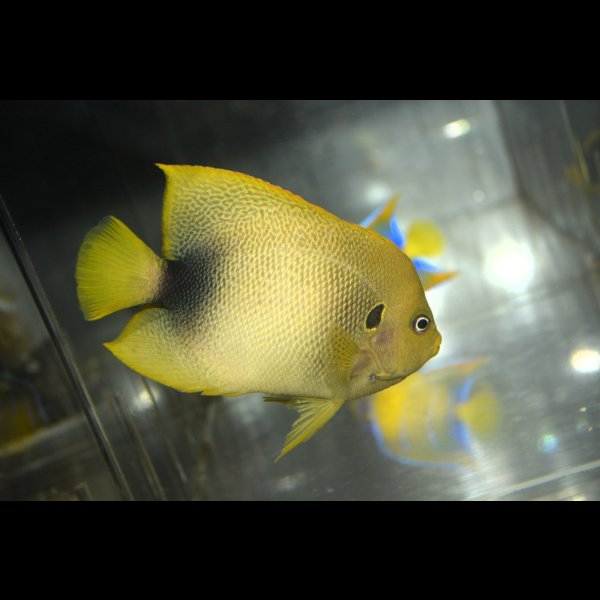 画像2: アフリカヌス±11cm (2)